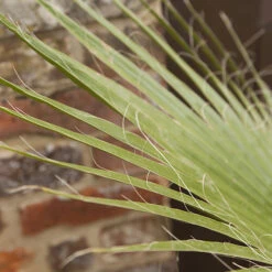 Cotton Palm Washingtonia Robusta 11 Cotton Palm Washingtonia Robusta -You Garden 680048 2