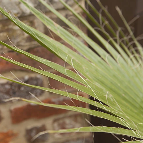 Cotton Palm Washingtonia Robusta 3 Cotton Palm Washingtonia Robusta - Image 3