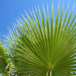 Cotton Palm Washingtonia Robusta 13 Cotton Palm Washingtonia Robusta -You Garden 680048 4