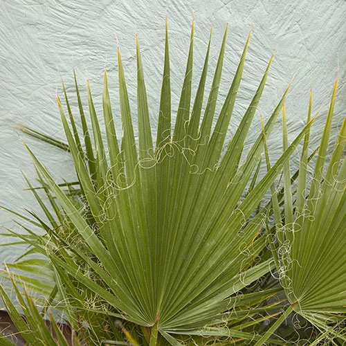 Cotton Palm Washingtonia Robusta 6 Cotton Palm Washingtonia Robusta - Image 6