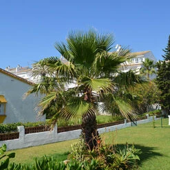 Cotton Palm Washingtonia Robusta 15 Cotton Palm Washingtonia Robusta -You Garden 680048 6