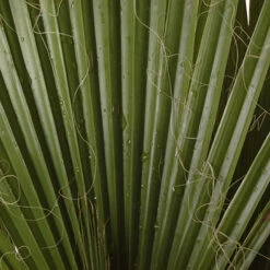 Cotton Palm Washingtonia Robusta 16 Cotton Palm Washingtonia Robusta -You Garden 680048 7