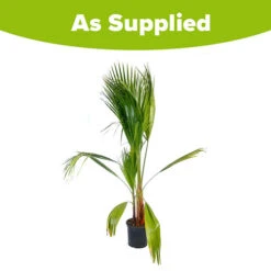 Cotton Palm Washingtonia Robusta 17 Cotton Palm Washingtonia Robusta -You Garden 680048 8