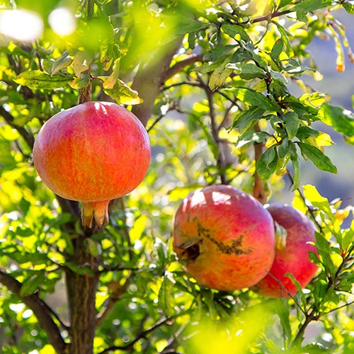 Hardy Pomegranate Bush 2 Hardy Pomegranate Bush - Image 2
