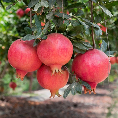 Hardy Pomegranate Bush 3 Hardy Pomegranate Bush - Image 3