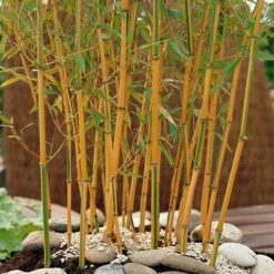 Yellow Bamboo Phyllostachys Aureosulcata -You Garden 680074 2