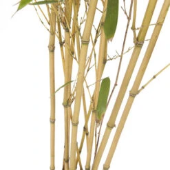 Yellow Bamboo Phyllostachys Aureosulcata -You Garden 680074 3