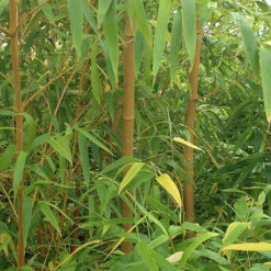 Yellow Bamboo Phyllostachys Aureosulcata -You Garden 680074 4
