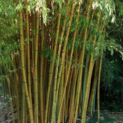 Yellow Bamboo Phyllostachys Aureosulcata -You Garden 680074 5