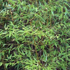 Yellow Bamboo Phyllostachys Aureosulcata -You Garden 680074 6