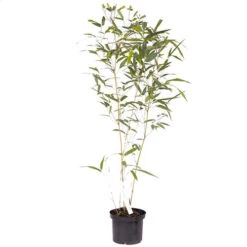 Yellow Bamboo Phyllostachys Aureosulcata -You Garden 680074 7