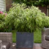 Fountain Bamboo Fargesia Rufa