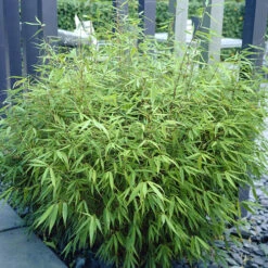 Fountain Bamboo Fargesia Rufa -You Garden 680086 4