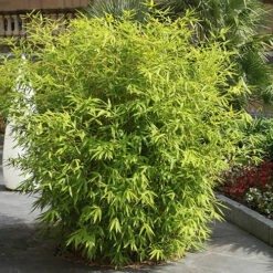 Fountain Bamboo Fargesia Rufa -You Garden 680086 5