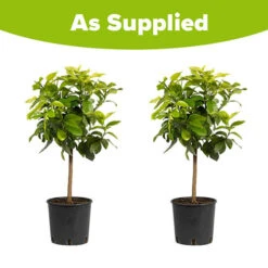 Pair Of Large Lemon Trees -You Garden 680092 4