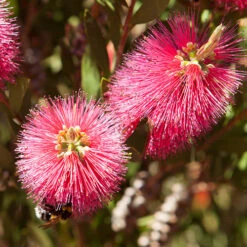 Callistemon 'Bottlebrush' 9 Callistemon 'Bottlebrush' -You Garden 680093 2