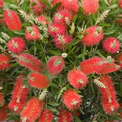 Callistemon 'Bottlebrush' 10 Callistemon 'Bottlebrush' -You Garden 680093 3