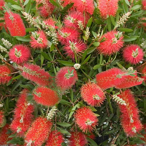 Callistemon 'Bottlebrush' 4 Callistemon 'Bottlebrush' - Image 4