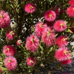 Callistemon 'Bottlebrush' 11 Callistemon 'Bottlebrush' -You Garden 680093 4