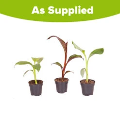 Architectural Banana Plant Collection -You Garden 680114 4