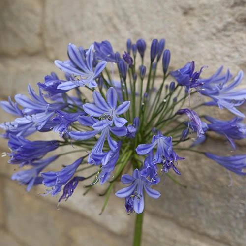 Agapanthus Africanus 'Blue' 6 Agapanthus Africanus 'Blue' - Image 6