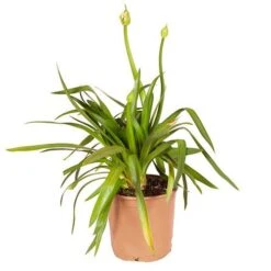 Agapanthus Africanus 'Blue' 17 Agapanthus Africanus 'Blue' -You Garden 680130 8