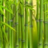 Green Bamboo Phyllostachys Bissetti