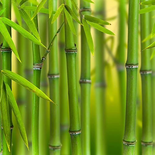 Green Bamboo Phyllostachys Bissetti 1 Green Bamboo Phyllostachys Bissetti