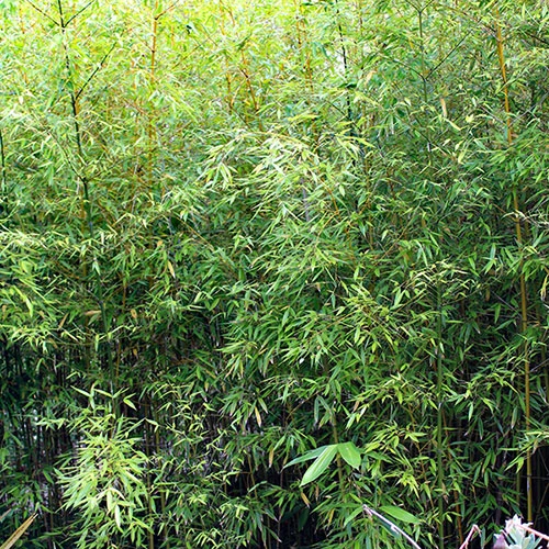 Green Bamboo Phyllostachys Bissetti 2 Green Bamboo Phyllostachys Bissetti - Image 2