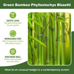 Green Bamboo Phyllostachys Bissetti 9 Green Bamboo Phyllostachys Bissetti -You Garden 680141 4