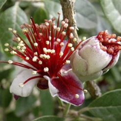 Pineapple Guava - Acca Sellowiana -You Garden 680146 2
