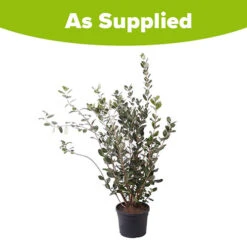 Pineapple Guava - Acca Sellowiana -You Garden 680146 4