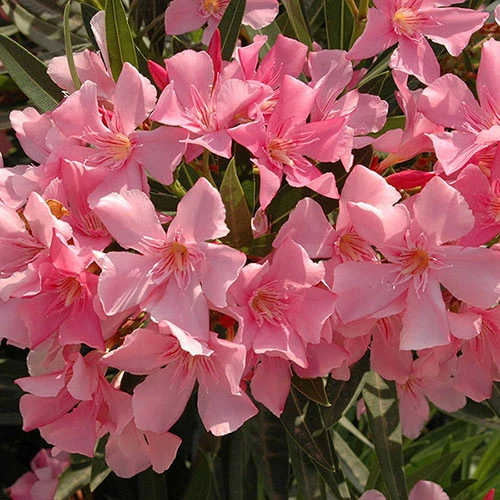 Oleander Standard 2 Oleander Standard - Image 2
