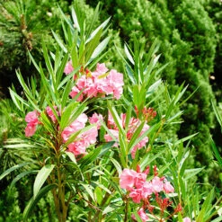 Oleander Standard 8 Oleander Standard -You Garden 680156 2