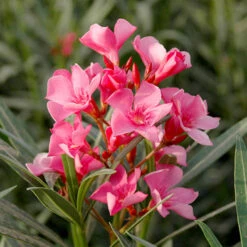 Oleander Standard 10 Oleander Standard -You Garden 680156 4