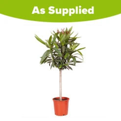 Oleander Standard 11 Oleander Standard -You Garden 680156 5