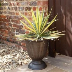 Yucca Filamentosa 'Colour Guard' Needle Palm -You Garden 680200 2