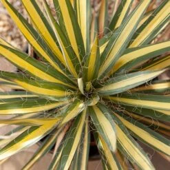 Yucca Filamentosa 'Colour Guard' Needle Palm -You Garden 680200 3
