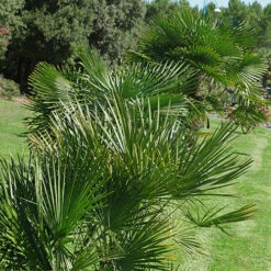 Chamaerops Humilis Fan Palm 7 Chamaerops Humilis Fan Palm -You Garden 680225 2