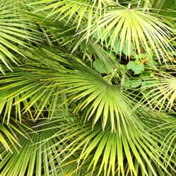 Chamaerops Humilis Fan Palm 8 Chamaerops Humilis Fan Palm -You Garden 680225 3