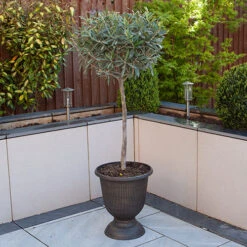 Olive Tree -You Garden 680232 3