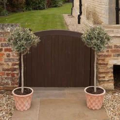 Pair Of Olive Trees -You Garden 680233 2