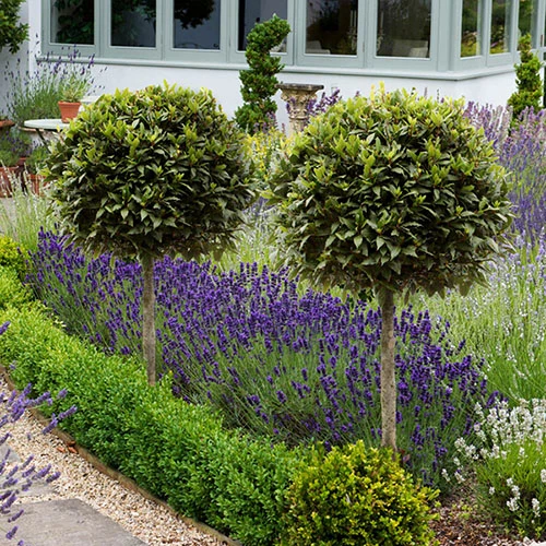 Standard Bay Tree 1 Standard Bay Tree