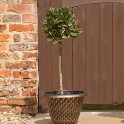 Standard Bay Tree 7 Standard Bay Tree -You Garden 680234 3