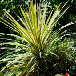Cordyline Australis 'Torbay Dazzler'