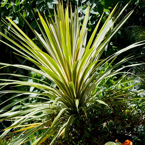 Cordyline Australis 'Torbay Dazzler' 1 Cordyline Australis 'Torbay Dazzler'