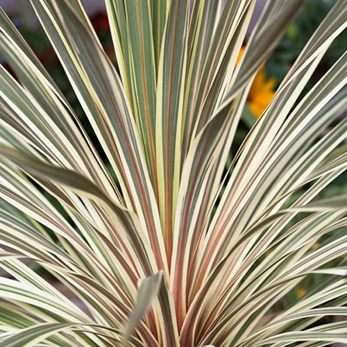Cordyline Australis 'Torbay Dazzler' 2 Cordyline Australis 'Torbay Dazzler' - Image 2