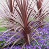 Cordyline Australis 'Red Star'