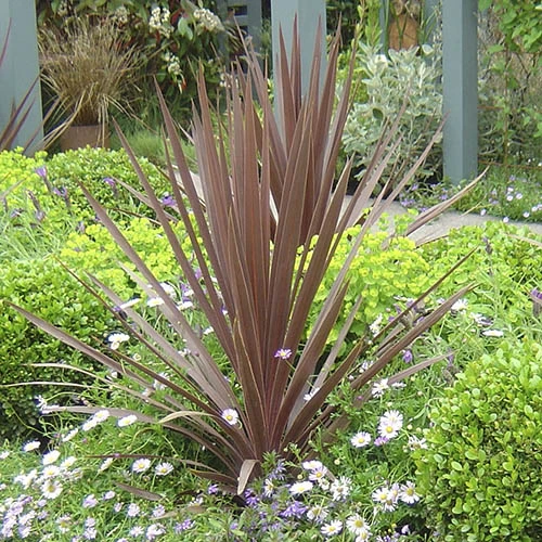 Cordyline Australis 'Red Star' 2 Cordyline Australis 'Red Star' - Image 2