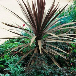 Cordyline Australis 'Red Star' 7 Cordyline Australis 'Red Star' -You Garden 680254 3